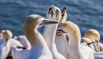 j9-季后赛门票秒抢，粉丝热情难以抵挡，季后赛门票分成